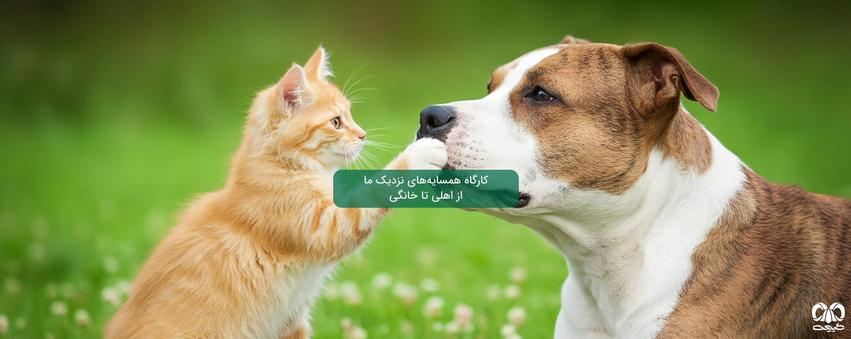 همسایه های نزدیک ما